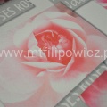 Królewskie róże pink4.jpg