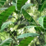 TKANINA OBICIOWA BORNEO