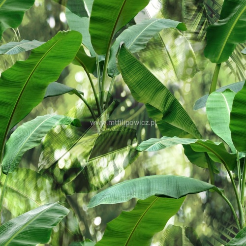 Borneo.jpg