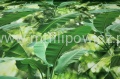 Borneo01.jpg